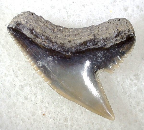 Galeocerdo Shark Tooth #32 - Image 2