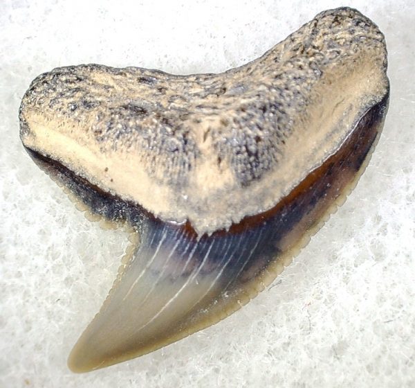 Galeocerdo Shark Tooth #33