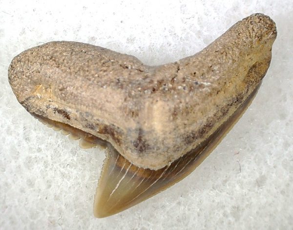 Galeocerdo Shark Tooth #34