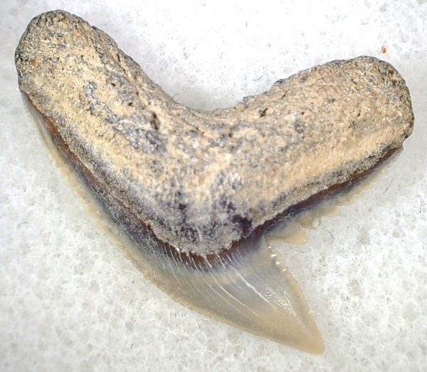 Galeocerdo Shark Tooth #35