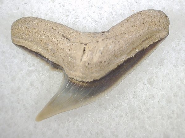 Galeocerdo Shark Tooth #5