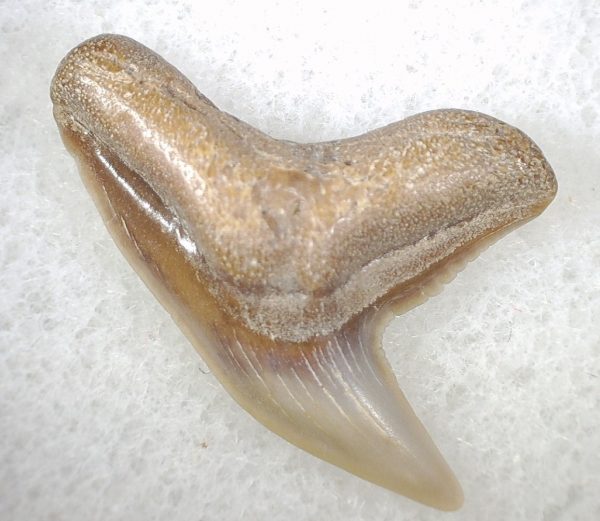 Galeocerdo Shark Tooth #6