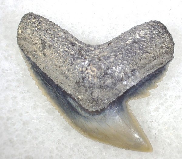 Galeocerdo Shark Tooth #7