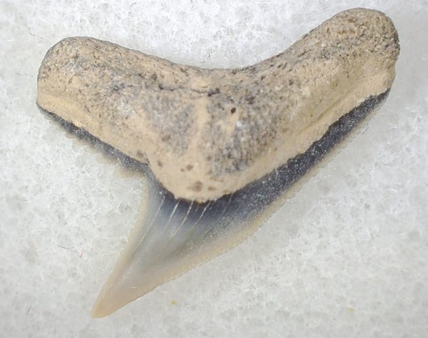 Galeocerdo Shark Tooth #8