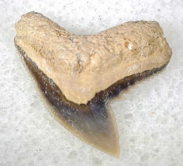 Galeocerdo Shark Tooth #9