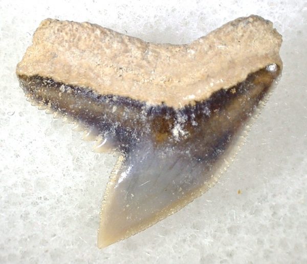 Galeocerdo Shark Tooth #9 - Image 2