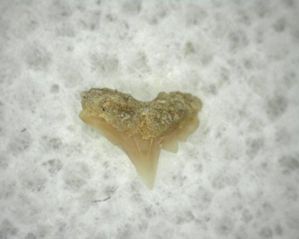 Galeorhinus Shark Tooth #2 - Image 2