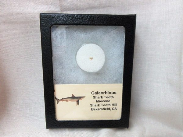 Galeorhinus Shark Tooth #2