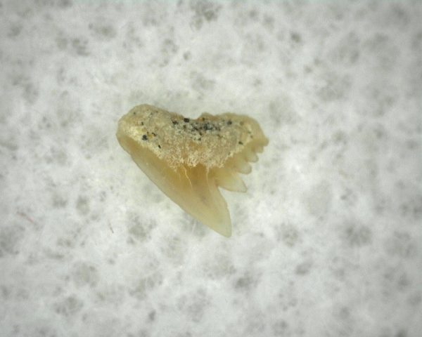 Galeorhinus Shark Tooth #3 - Image 2