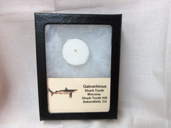 Galeorhinus Shark Tooth #3