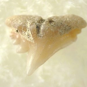 Genuine Miocene Age Galeorhinus Shark Tooth Fossil for Sale from California #16