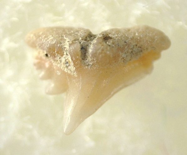 Genuine Miocene Age Galeorhinus Shark Tooth Fossil for Sale from California #16