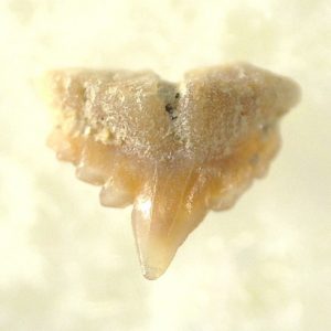 Genuine Miocene Age Galeorhinus Shark Tooth Fossil for Sale from California #17