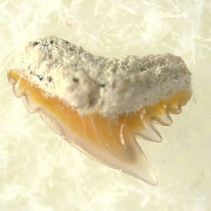 Genuine Miocene Age Galeorhinus Shark Tooth Fossil for Sale from California #18