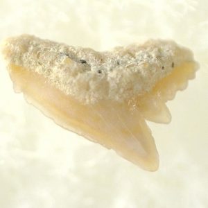 Genuine Miocene Age Galeorhinus Shark Tooth Fossil for Sale from California #20