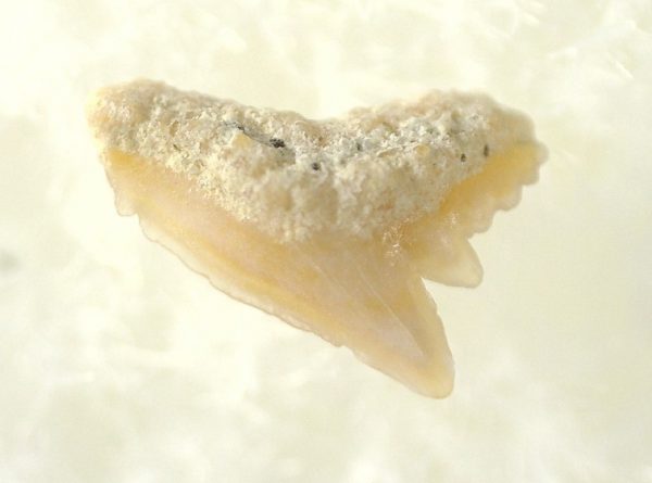 Genuine Miocene Age Galeorhinus Shark Tooth Fossil for Sale from California #20