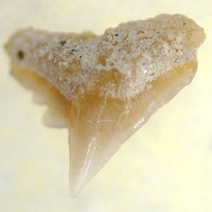 Genuine Miocene Age Galeorhinus Shark Tooth Fossil for Sale from California #22