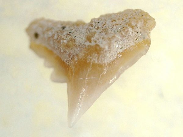 Genuine Miocene Age Galeorhinus Shark Tooth Fossil for Sale from California #22