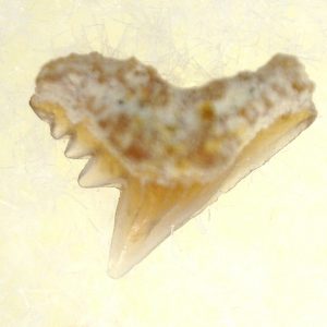 Genuine Miocene Age Galeorhinus Shark Tooth Fossil for Sale from California #23