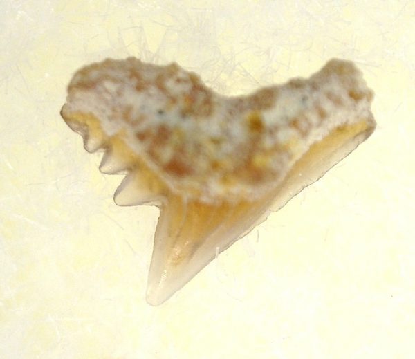 Genuine Miocene Age Galeorhinus Shark Tooth Fossil for Sale from California #23