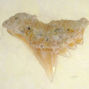 Genuine Miocene Age Galeorhinus Shark Tooth Fossil for Sale from California #24