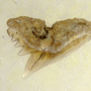 Genuine Miocene Age Galeorhinus Shark Tooth Fossil for Sale from California #25