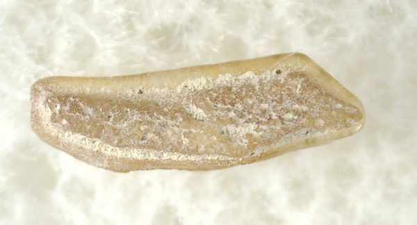 Genuine Miocene Age Heterodontus Bull Shark Tooth Fossil for Sale from California #17a