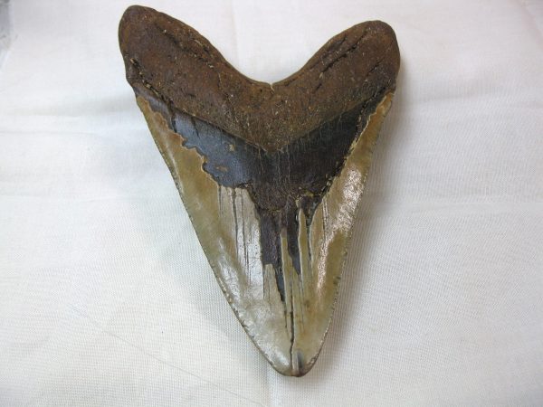 Megalodon Shark Tooth (X-Large) #1 - Image 3