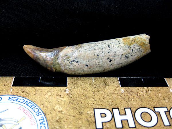 Allodesmus Giant Sea Lion Tooth #1 - Image 2