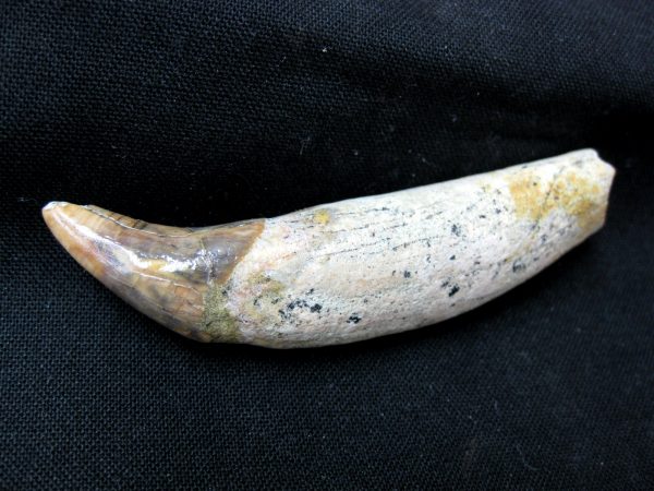 Allodesmus Giant Sea Lion Tooth #1 - Image 6