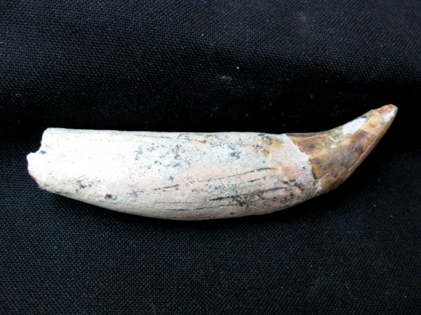 Allodesmus Giant Sea Lion Tooth #1 - Image 5