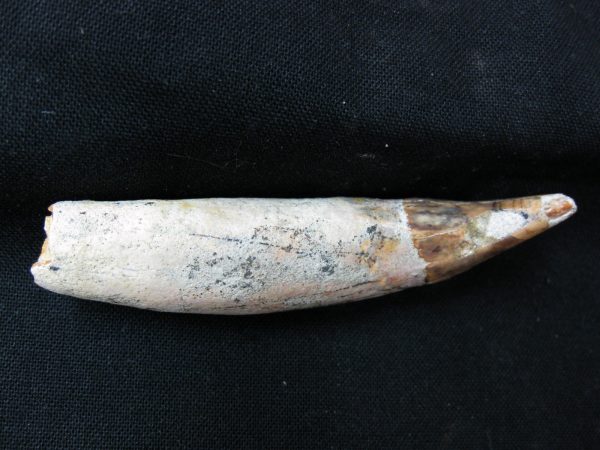 Allodesmus Giant Sea Lion Tooth #1 - Image 4