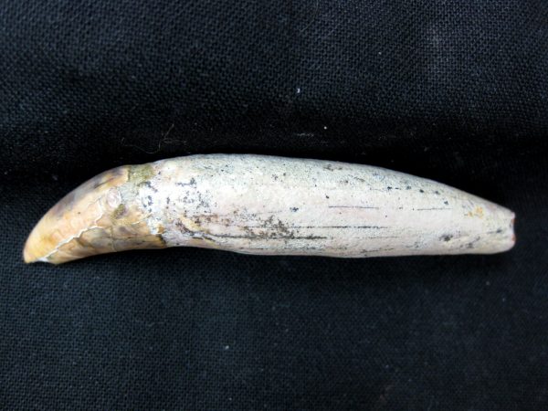 Allodesmus Giant Sea Lion Tooth #1 - Image 3