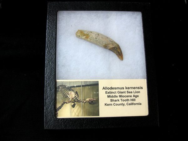 Allodesmus Giant Sea Lion Tooth #1