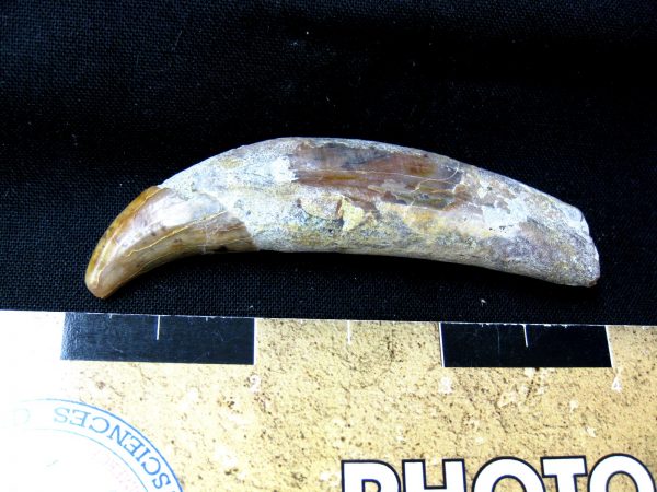 Allodesmus Giant Sea Lion Tooth #2 - Image 2