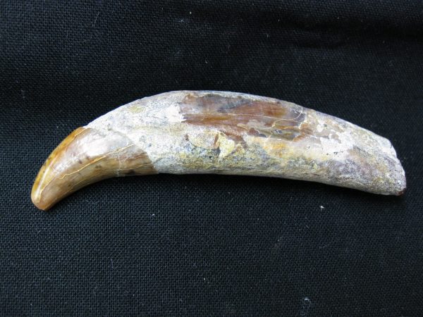 Allodesmus Giant Sea Lion Tooth #2 - Image 6