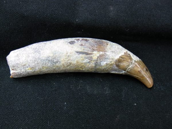 Allodesmus Giant Sea Lion Tooth #2 - Image 5