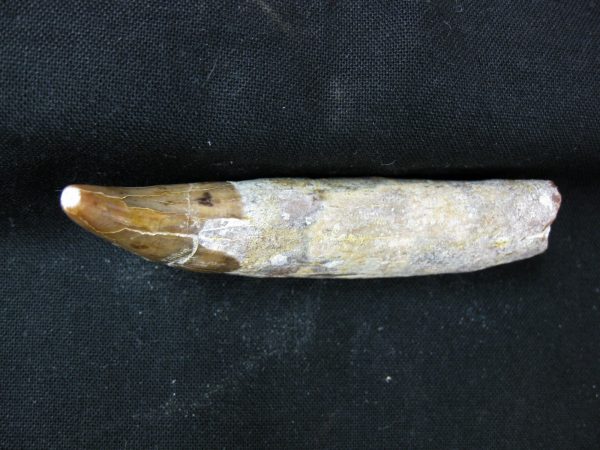 Allodesmus Giant Sea Lion Tooth #2 - Image 3