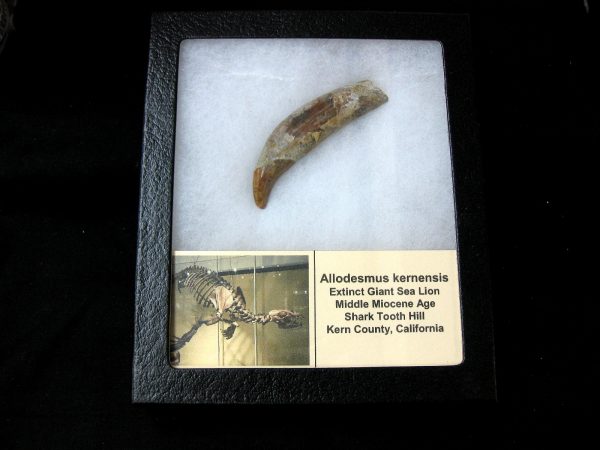 Allodesmus Giant Sea Lion Tooth #2