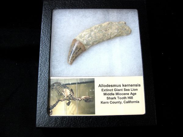 Allodesmus Giant Sea Lion Tooth #4