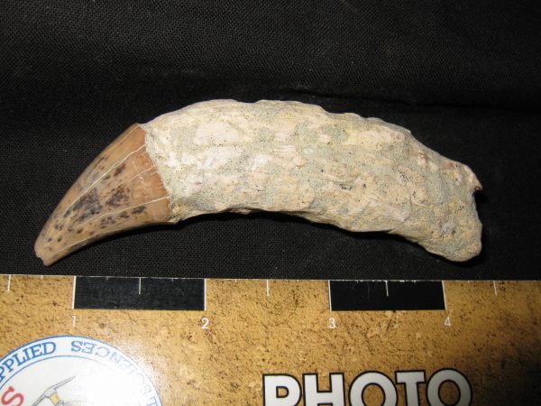 Allodesmus Giant Sea Lion Tooth #4 - Image 2