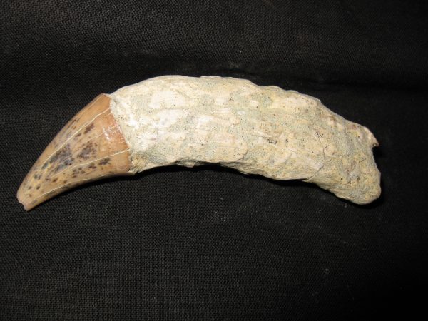 Allodesmus Giant Sea Lion Tooth #4 - Image 6