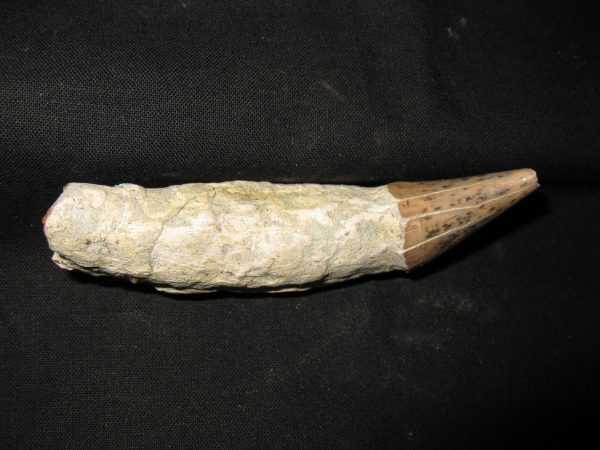 Allodesmus Giant Sea Lion Tooth #4 - Image 4