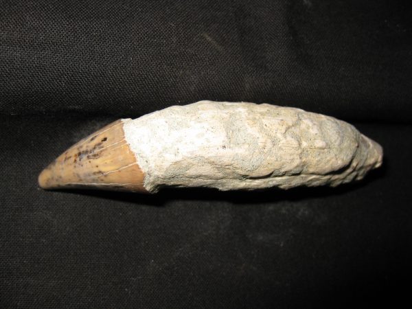 Allodesmus Giant Sea Lion Tooth #4 - Image 3