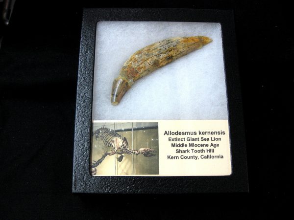 Allodesmus Giant Sea Lion Tooth #5