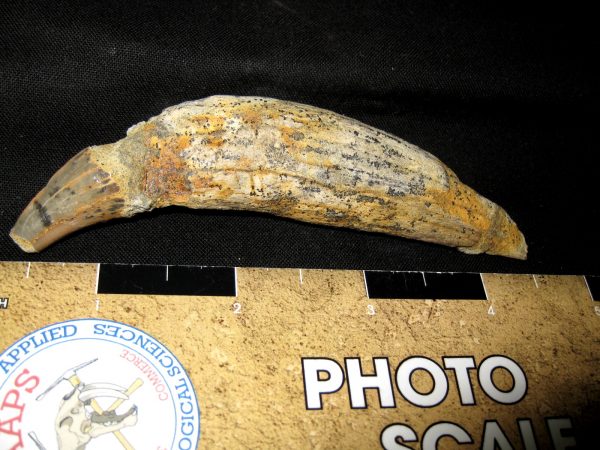 Allodesmus Giant Sea Lion Tooth #5 - Image 2