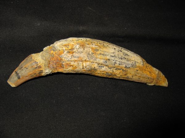 Allodesmus Giant Sea Lion Tooth #5 - Image 6