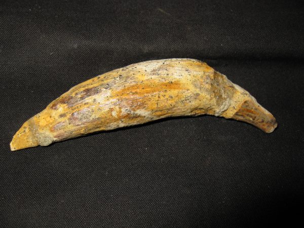 Allodesmus Giant Sea Lion Tooth #5 - Image 5