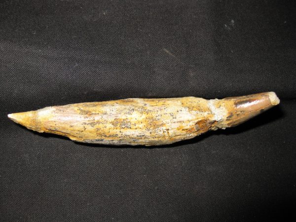 Allodesmus Giant Sea Lion Tooth #5 - Image 4