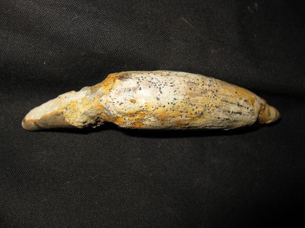 Allodesmus Giant Sea Lion Tooth #5 - Image 3